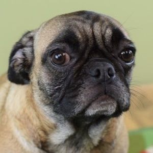 Meet your Posher, Wilbur